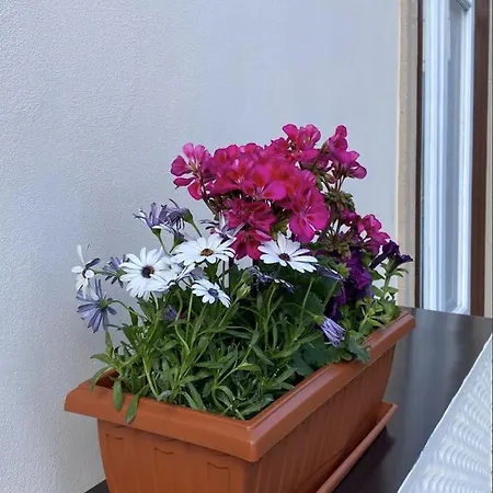 Pensionat Il Gallo Di Eracle - Charming & Termini Imerese